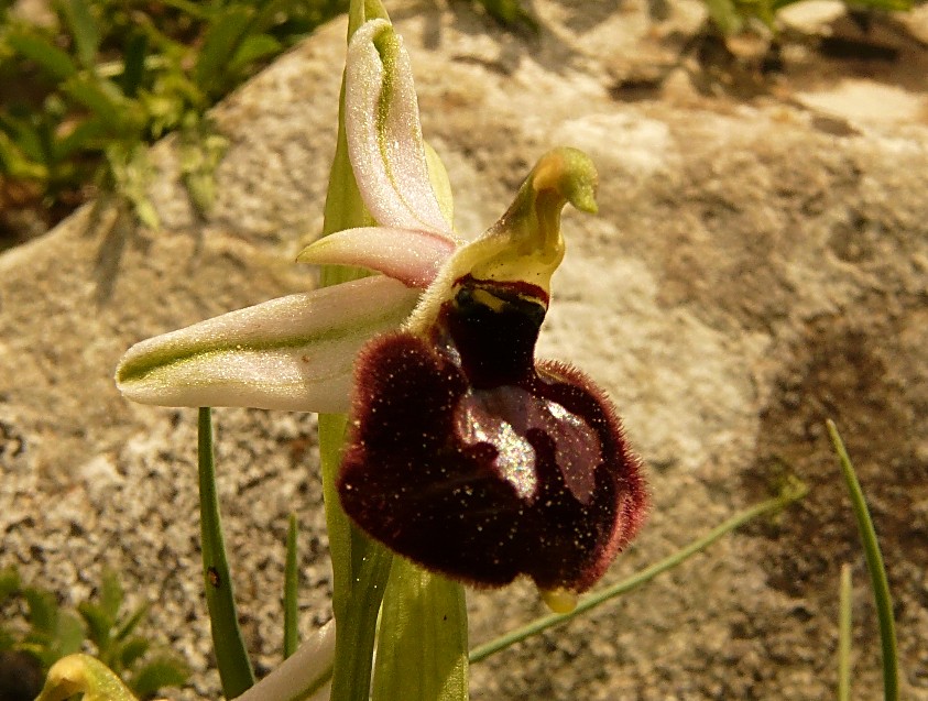 Ophrys biscutella